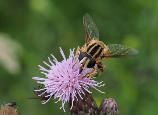 GROSSE SUMPFSCHWEBFLIEGE, HELOPHILUS TRIVITATTUS