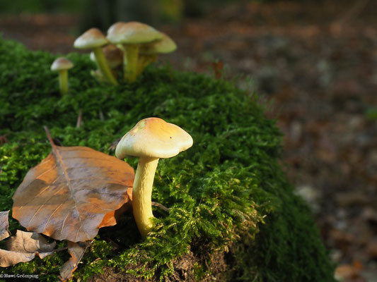 Grünblättriger Schwefelkopf - Hypholoma fasciculare