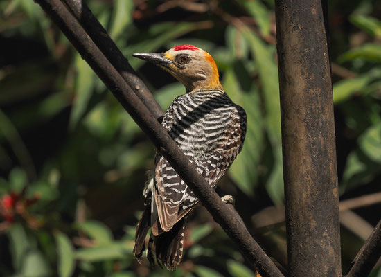 HOFFMANNSPECHT, HOFFMANN´S WOODPECKER, MELANERPES HOFFMANNII