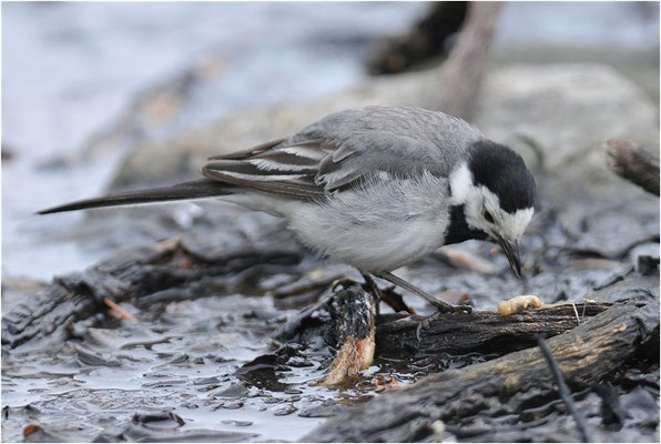 BACHSTELZE,WHITE WAGTAIL, MOTACILLA ALBA