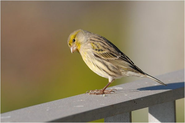 KANARENGIRLITZ, CANARY, SERINUS CANARIA