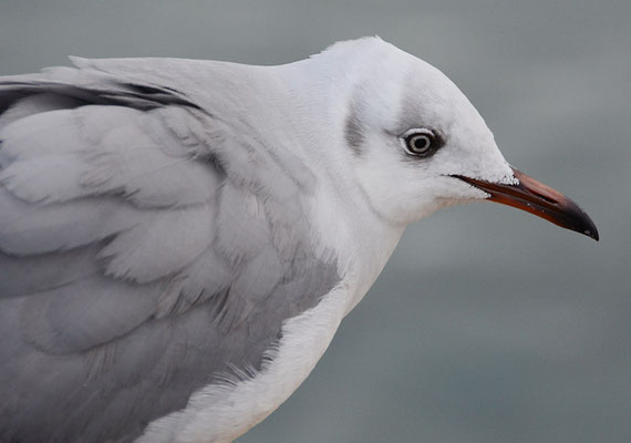 GRAUKOPFMÖWE, GREY-HEADED GULL, CHROICOCEPHALUS CIRROCEPHALUS