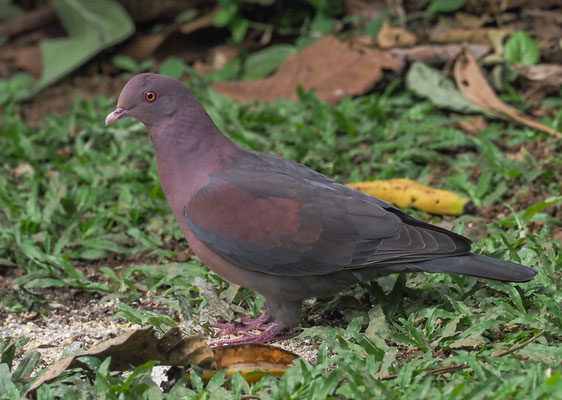 ROTSCHNABELTAUBE, RED-BILLED PIGEON, PATAGIOENAS FLAVIROSTRIS
