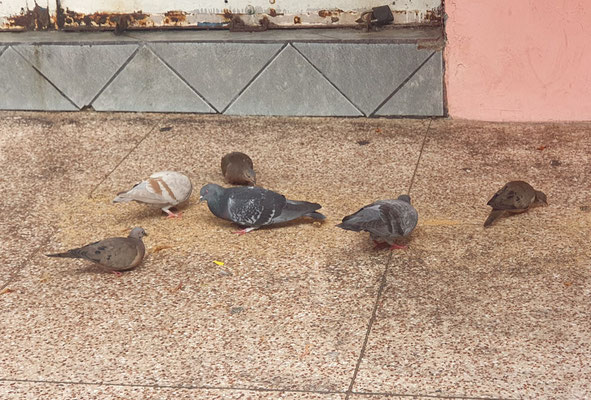 STRASSENTAUBE, ROCK PIGEON - COLUMBA LIVIA