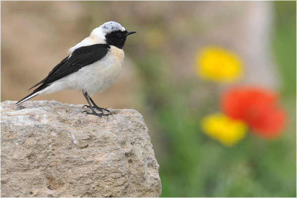 BALKANSTEINSCHMÄTZER, EASTERN BLACK-EARED WHEATEAR, OENANTHE MELANOLEUCA