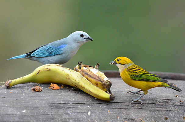 SILBERKEHLTANGARE, SILVER-THROATED TANAGER, TANGARA ICTEROCEPHALA