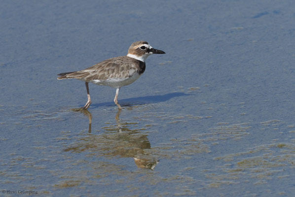 WILSON-REGENPFEIFER, WILSON´S PLOVER, CHARADRIUS WILSONIA