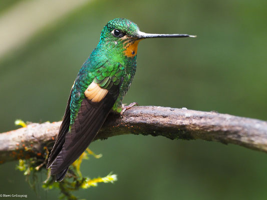 FAHLFLÜGEL-ANDENKOLIBRI, BUFF-WINGED STARFRONTLET - COELIGENA LUTETIAE