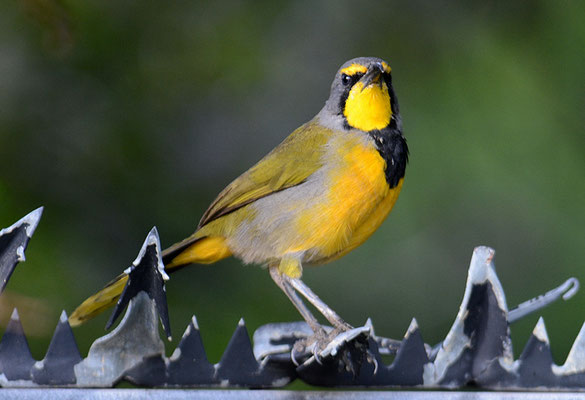 BOKMAKIRIWÜRGER, BOKMAKIERIE, TELOPHORUS ZEYLONUS