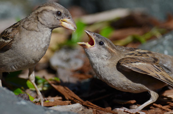 HAUSSPERLING, HOUSE SPARROW, PASSER DOMESTICUS 