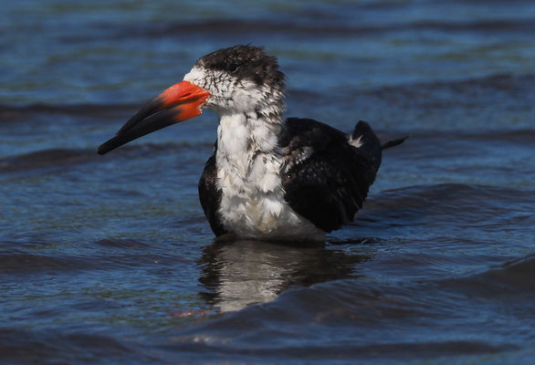 SCHWARZMANTEL-SCHERENSCHNABEL, BLACK SKIMMER, RYNCHOPS NIGER