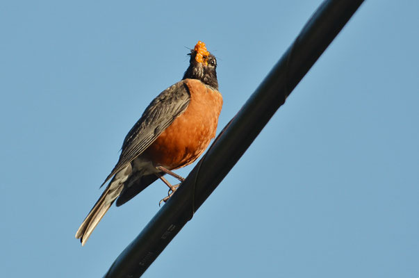 WANDERDROSSEL, AMERICAN ROBIN, TURDUS MIGRATORIUS