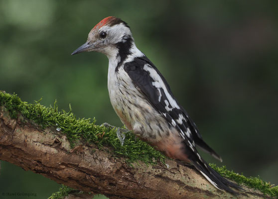 MITTELSPECHT, MIDDLE-SPOTTED WOODPECKER