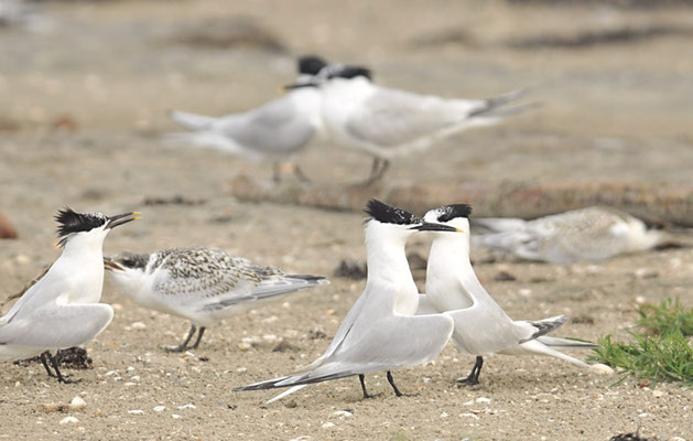 BRANDSEESCHWALBE, SANDWICH TERN, STERNA SANDVICENSIS