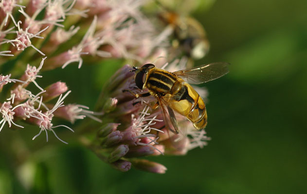 HELLE SUMPFSCHWEBFLIEGE, HELOPHILUS HYBRIDUS