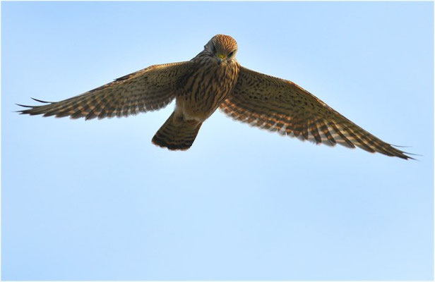 TURMFALKE, KESTREL, FALCO TINNUNCULUS