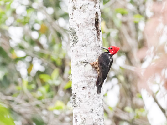 Guayaquilspecht, Guayaquil Woodpecker - Campephilus gayaquilensis