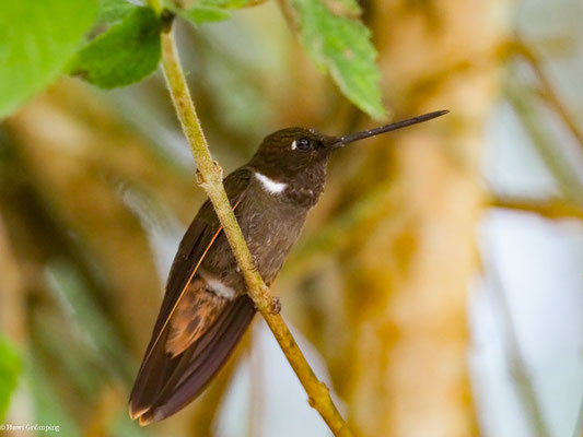 BRAUNER ANDENKOLIBRI, BROWN INCA - COELIGENA WILSONI