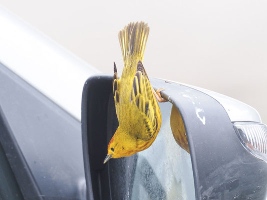 Goldwaldsänger, Yellow warbler - Setophaga petechia