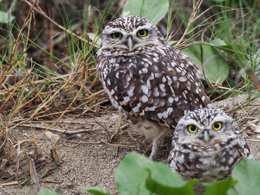Kanincheneule, Burrowing Owl - Athene cunicularia