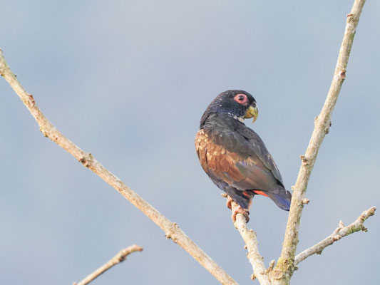 Glanzflügelpapagei, Bronze-winged Parrot - Pionus chalcopterus