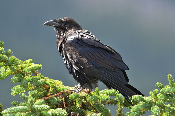 KOLKRABE, COMMON RAVEN, CORVUS CORAX