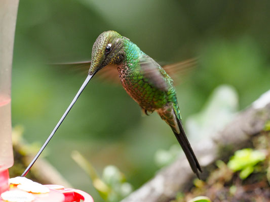 SCHWERTSCHNABELKOLIBRI, SWORD-BIILED HUMMINGBIRD - ENSIFERA ENSIFERA