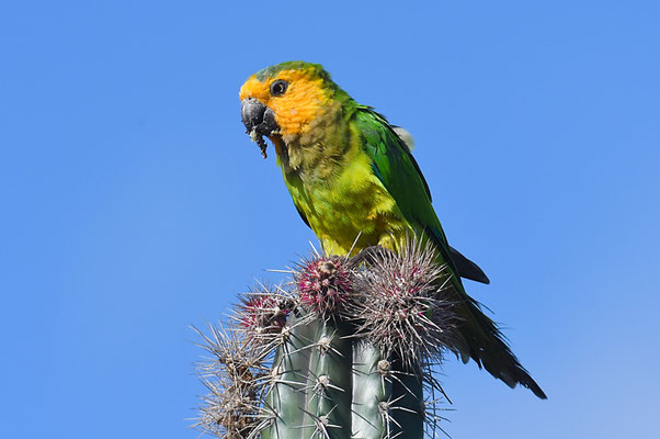 ST. THOMAS- SITTICH, BROWN-THROATED PARAKEET, ARATINGHA PERTINAX