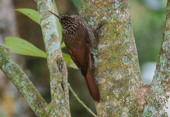 LANZETTSTRICHEL-BAUMSTEIGER, STREAK-HEADED WOODCREEPR, LEPIDOCOLAPTES SOULEYETII