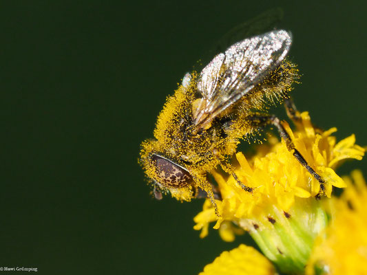 MATTE SCHWARZKOPFSCHWEBFLIEGE, MELANOSTOMA SCALARE