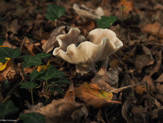 Graukappe- Clitocybe nebularis 