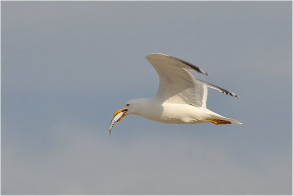 MITTELMEERMÖWE, YELLOW-LEGGED GULL, LARUS MICHAHELLIS