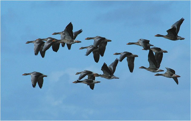GRAUGANS, GREYLAG GOOSE, ANSER ANSER