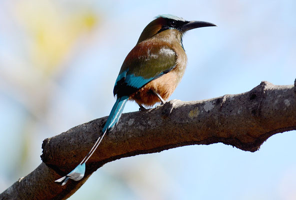 TÜRKISBRAUENMOTMOT, TURQUOISE-BROWED MOTMOT, EUMOMATA SUPERCILIOSA