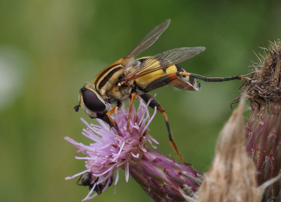 GROSSE SUMPFSCHWEBFLIEGE, HELOPHILUS TRIVITATTUS