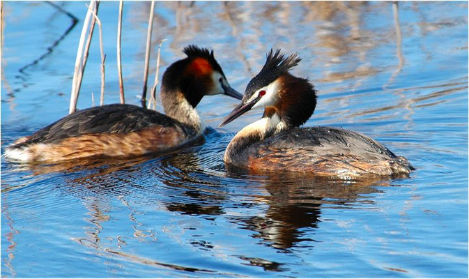 HAUBENTAUCHER, GREAT CRESTET GREBE, PODICEPS ERISTATUS