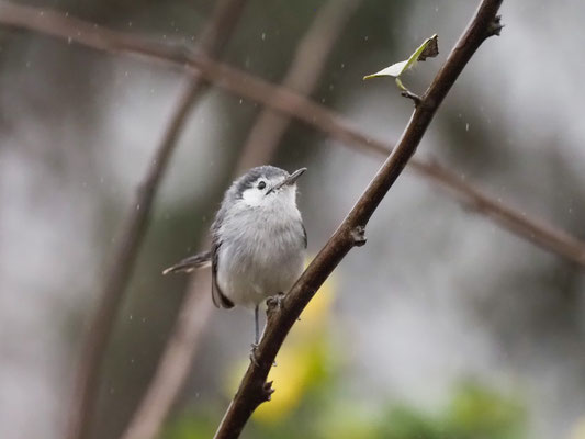 Weißbrauen-Mückenfänger, White-browed Gnatcatcher - Polioptila bileneata