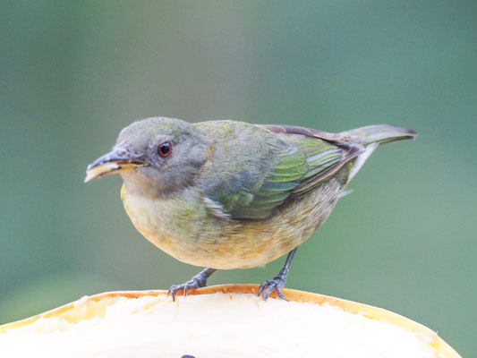 Halsband-Naschvogel, Golden-Collared Honeycreeper - Iridophanes pulcherrimus