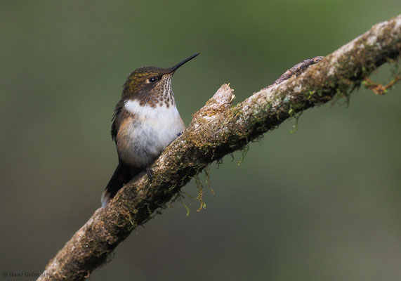 VULKANELFE, VULCANO HUMMINGBIRD, SELASPHORUS FLAMMULA