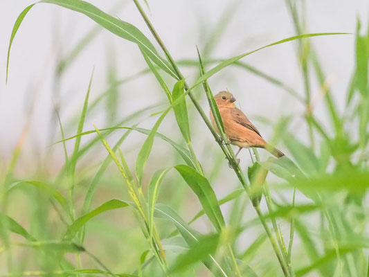 Braunbauchspelzer, Chestnut-bellied Seed-Finch - Sporophila angolensis