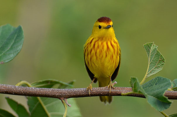 GOLDWALDSÄNGER, YELLOW WARBLER, DENDROICA PETECHIS RUFOPILEATA