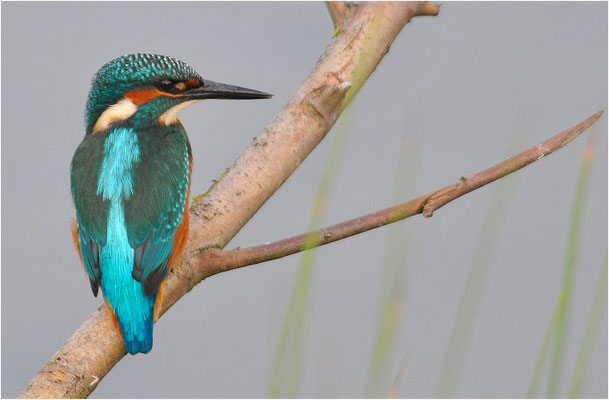 EISVOGEL, COMMON KINGFISHER, ALCEDO ATTHIS
