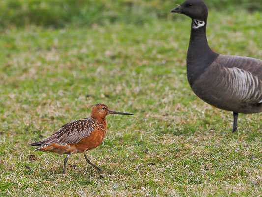 Pfuhlschnepfe, bar-tailed godwit, limosa lapponica