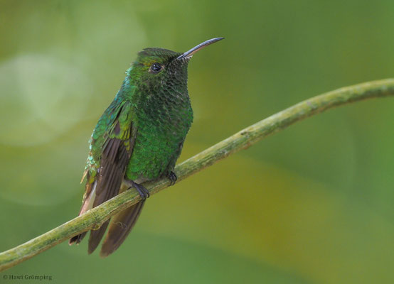 BRONZEKOPF-ELVIRAKOLIBRI, COPPERY-HEADED EMERALD, ELVIRA CUPREICEPS