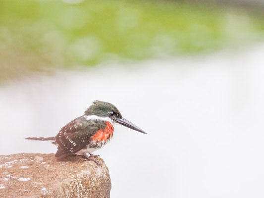 Grünfischer, Green Kingfisher - Chloroceryle americana