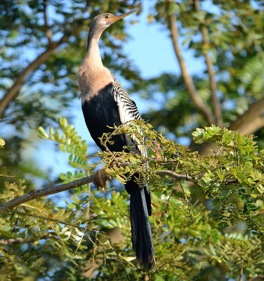 AMERIKANISCHER SCHLANGENHALSVOGEL, ANHINGA, ANHINGA ANHINGA