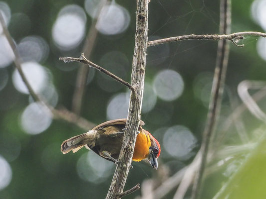 Olivrückenbartvogel, Scarlet-crowned Barbet - Capito aurovirens