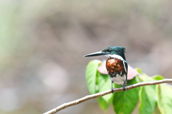 Amazonasfischer, Amazon Kingfisher - Chloroceryle amazona