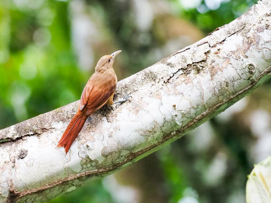 Fahlkehlbaumsteiger, Buff-throated Woodcreeper - Xiphorhynchus guttatus
