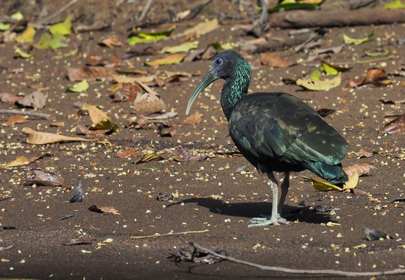 GRÜNIBIS, GREEN IBIS, MESEMBRINIBIS CAYENNENSIS
